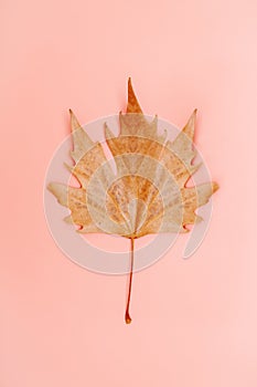 Single autumn leaf on a simple pastel coral background