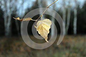 single autumn leaf