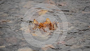 Single autumn leaf stuck on calm serene river surface