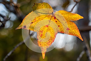 Single Autumn Leaf in the Sunlight