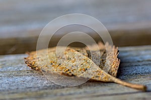 Single autumn leaf on a wooden table