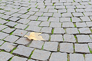 Single autumn maple yellow leaf fall on paved cobblestone paveme