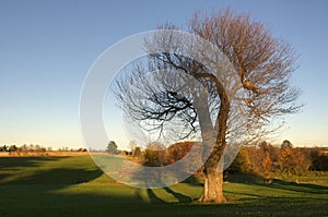 Single Autumn Tree