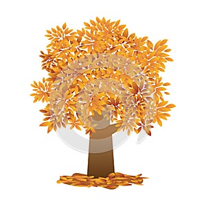 single autumn tree, orange leaf vector on white