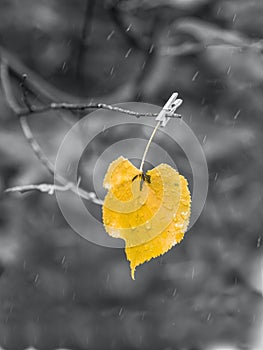 Single autumn yellow leaf on tree