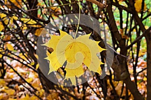 Single autumn yellow maple leave - tree details