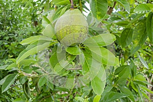 A Single Avocado On Top Of Leaves