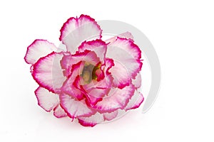 Single azalea flowers on white background