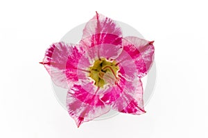 Single azalea flowers on white background