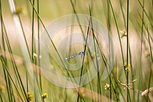A single azure damselfly resting on a grassy plant Veluwe, The Netherlands
