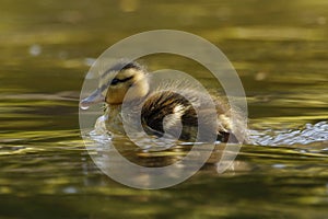 A single baby Mallard duckling facing left with water droplet on its bill