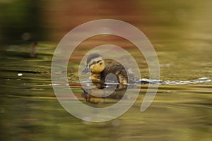 A single baby Mallard duckling swimming in green and pink water