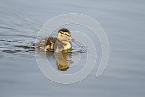 A single baby Mallard duckling swimming in light blue water with copy space