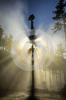 Single, back lit tree and fog in forestry area, New Zealand