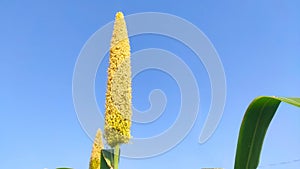 Single Bajara millet flower with blue sky