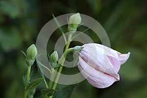 Single balloon flower or Platycodon grandiflorus plant with closed balloon like white flower starting to open in local urban