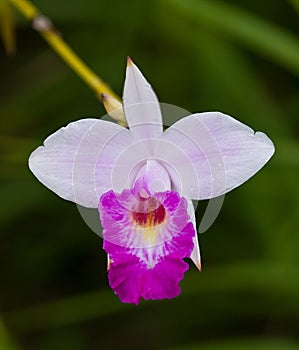 A single bamboo orchid with dark background