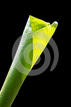 Single banana leaf