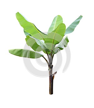 Single banana plant on white background