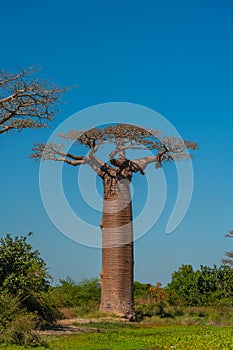 Single baobab at the legendary Avenue of Baobab trees in Morondava. Iconic giant endemic of Madagascar.