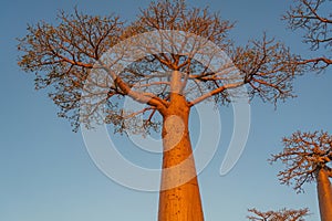 Single baobab at the legendary avenue of Baobab trees in Morondava. Madagascar.