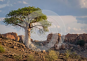 Single Baobab tree in South African Landscape
