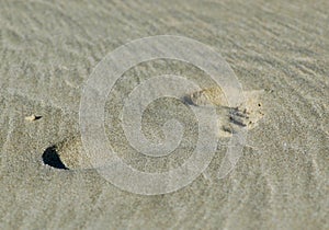 A single bare footprint in fine golden sand.