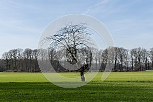 Single bare tree on farther green meadow.