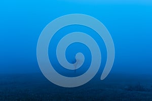 Single bare tree in the glowing blue fog