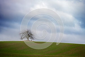 Single bare tree on a green field under a cloudy sky, wide rural landscape with large copy space