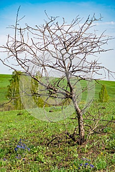 A single bare tree with no leaves on its branches in the middle of a green field