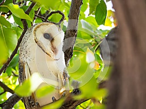 The single barn owl bird Tyto alba is the most widely distributed species of owl, on the green forest tree in close up.
