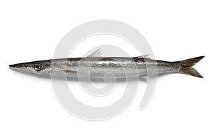 Single barracuda fish