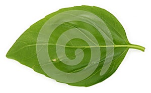 Single basil leaf