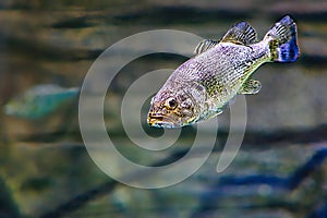 Single Bass fish swimming