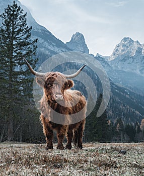 Highland Cattle in front of huge Peaks photo