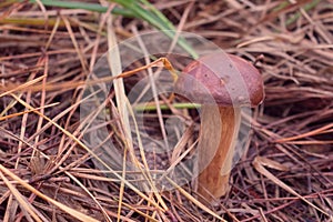 A single Bay Bolete mushroom (Boletus badius) on a field