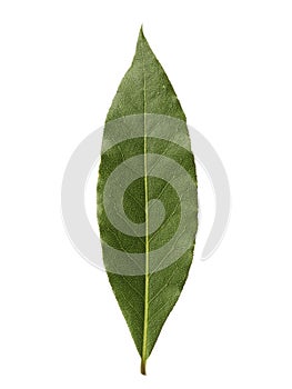 Single bay leaf isolated on white background