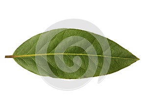 Single bay leaf isolated on white background