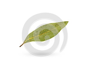 Single bay leaf isolated on white background