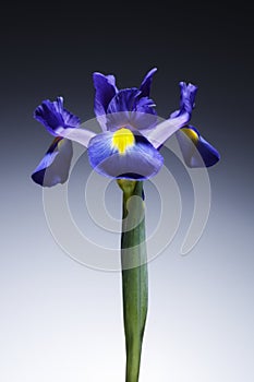 A single beautiful blue Iris flower, on a graduated tint background