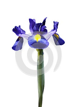 A single beautiful blue Iris flower, isolated on a white background