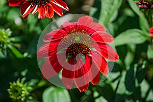Single beautiful echinacea `Sombrero Salsa red` flower in a spring season at a botanical garden.