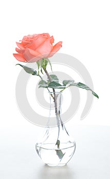 Single beautiful fresh pink rose in glass vase isolated on white background