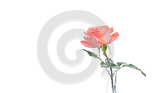 Single beautiful fresh pink rose in glass vase isolated on white background