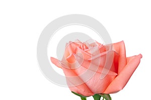 Single beautiful fresh pink rose isolated on white background with copy space