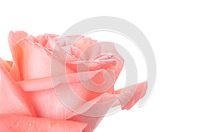 Single beautiful fresh pink rose isolated on white background with copy space