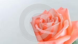 Single beautiful fresh pink rose isolated on white background with copy space