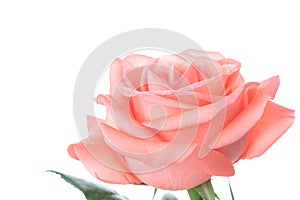 Single beautiful fresh pink rose isolated on white background with copy space