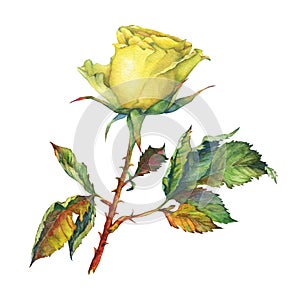 A single of beautiful golden yellow rose with green leaves.